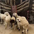 خمس طليان مرباه خمس اشهر على مرعى وحب