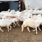 رخال دفيع بفحلها مراح مشروطة ونظافه شرط