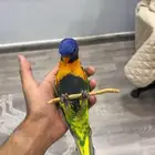 لوري هدد داخلي خارجي (تم البيع)