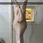 طليان و تيوس ذبايح لباب البيت المدينه المنورة