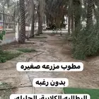 مطلوب مزرعه للايجار بالاحساء