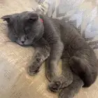 قط سكوتش فولد