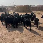 معزا دفيع ومضاريع شرط سونار