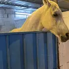 احصان شعبي