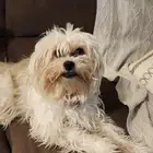 مالتيز للتبني