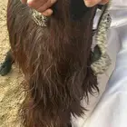 تيس مستهد