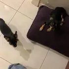 كلاب شيواوا تبني مستعجل