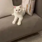 قط ابيض ذكر معقم من انواع الهمالايا عمرو 9 شهور للبيع