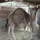 حاشى بلدي العمر 6 شهور الموقع شواص للستفسار