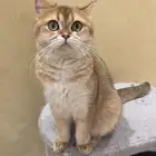 للبيع قطة سكوتش ستريت
