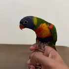 طير لوري عمره 4 شهور اليف