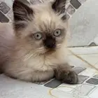 قط همالايا العمر 3 اشهر الجنس ذكر