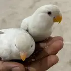 روز ابيض