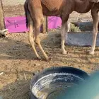 قعدان للبيع