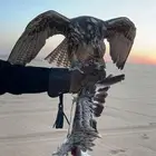 طير حر من حر