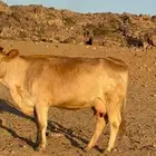 بقره سويسريه رباع دافع قروب