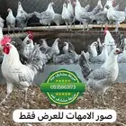 بيض مخصب فيومي صافي