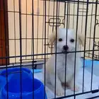 جرو مالتيز لي تبني