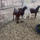 تيوس ذبايح شحم