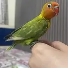 bird
