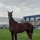 سايس خيل