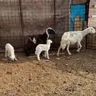 نعاج ولد ثنتين للبيع