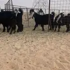 تيوس فحول عوارض للبيع سليمات اعماره 7شهور