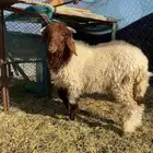 خروف للبيع