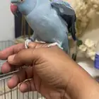ببغاء دره هولنديه انثى