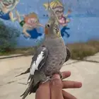 زوج كروان اليف