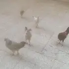 3دجاجات و ديكين