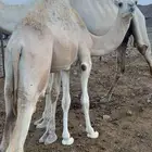 بكره للبيع