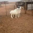رخلتين حريات