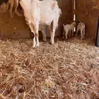 عنز متبع با ثلاثه