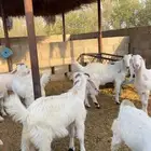 تيوس مخاصي