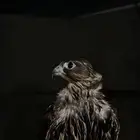 قرموشع فرخ مزرعت المنصوري علومه ملواح خالي من جميع العذاري