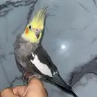 جوز كروان هولندي أليف ويصفر البيع بجميع ملحقاته
