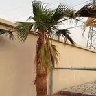 للبيع نخل واشنطن زينه امريكي العدد 2