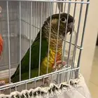 لمحبي الطيور