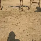 للبيع ناقه شعلا وبكره حمرا