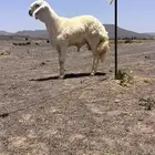 للبيع مشروع فحل حري صنف من حلال السويهري