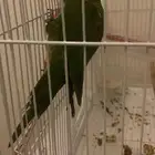 لوري