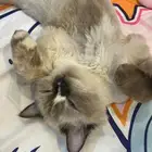 قطة للتبني