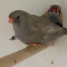 شاركول باستيل