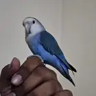 parrot