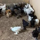 صوص براهما تم للبيع