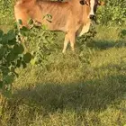 بقر