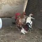 ديك بلدي اصيل