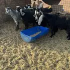 معزا عوارض ومشاريك