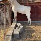 تيس فحل السن رباع